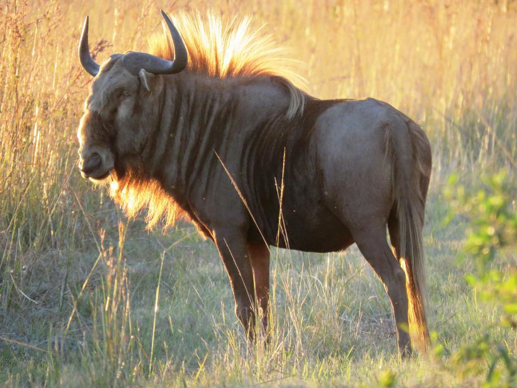Dawsons Game Lodge บาดพลาส ภายนอก รูปภาพ